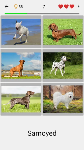 Dogs Quiz - Guess All Breeds!  [МОД Все открыто] Screenshot 1