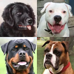 Взлом Dogs Quiz - Guess All Breeds!  [МОД Все открыто] - полная версия apk на Андроид