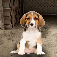 Взломанная My Pet Animal Shelter World  [МОД Много денег] - стабильная версия apk на Андроид